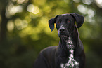 Rhodesian-Ridgeback-Dalmatian