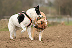 livestock-guardian-dog-mongrels
