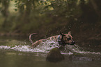 female Rottweiler-Mongrel