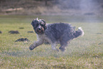 Sheeppoodle-Border-Collie