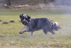 Sheeppoodle-Border-Collie