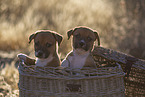 mongrel puppies