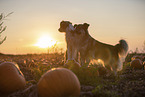 mongrels in pumpkin patch