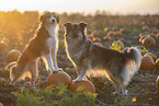 mongrels in pumpkin patch