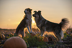 mongrels in pumpkin patch