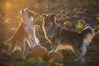 mongrels in pumpkin patch