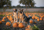 mongrels in pumpkin patch