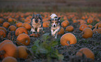 mongrels in pumpkin patch