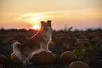 mongrel in pumpkin patch