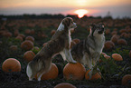 mongrels in pumpkin patch