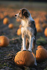 mongrel in pumpkin patch