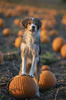 mongrel in pumpkin patch