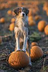 mongrel in pumpkin patch