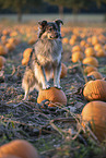 mongrel in pumpkin patch