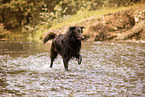 Australian-Shepherd-Mongrel in summemr