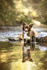 Spitz-Mongrel in summer