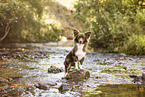 Spitz-Mongrel in summer