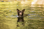 Spitz-Mongrel in summer