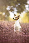Jack-Russell-Terrier-Mongrel in summer