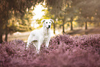 livestock-guardian-dog-mongrel in summer