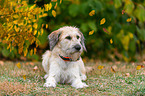 brown-and-white mongrel