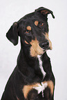 male Doberman-Pinscher-Mongrel