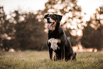 outdoor Appenzell-Mountain-Dog-Mongrel