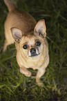 brown Chihuahua-Mongrel