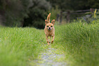 brown Chihuahua-Mongrel