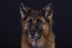 Old-German-Shepherd-Dog-Mongrel