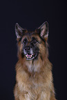 Old-German-Shepherd-Dog-Mongrel