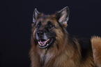 Old-German-Shepherd-Dog-Mongrel