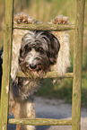 trickdog