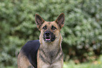 mongrel portrait