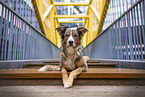 Border-Collie-Greyhound