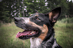 Border-Collie-Mongrel