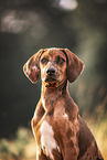 Rhodesian-Ridgeback-Mongrel