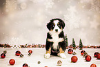 Bernese-Mountain-Dog-Australian-Shepherd Puppy