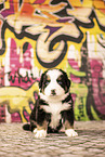 Bernese-Mountain-Dog-Australian-Shepherd Puppy