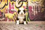 Bernese-Mountain-Dog-Australian-Shepherd Puppy