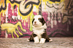 Bernese-Mountain-Dog-Australian-Shepherd Puppy