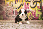 Bernese-Mountain-Dog-Australian-Shepherd Puppy