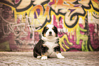 Bernese-Mountain-Dog-Australian-Shepherd Puppy