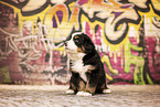 Bernese-Mountain-Dog-Australian-Shepherd Puppy