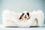 Bernese-Mountain-Dog-Australian-Shepherd Puppy