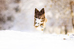 Spitz-Mongrel in winter