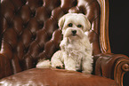 Havanese-Mongrel