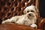 Havanese-Mongrel