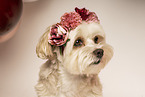 Havanese-Mongrel