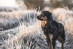 Australian-Shepherd-Labrador-Retriever